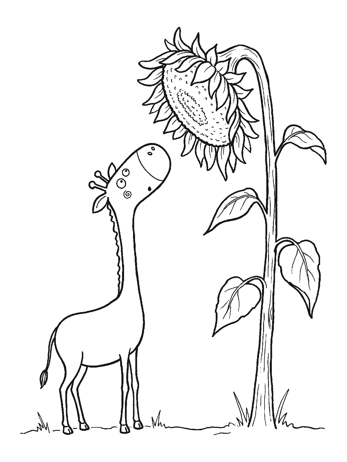 Coloring page: a giraffe standing next to a sunflower that is even taller than the giraffe, looking up at the flower in surprise