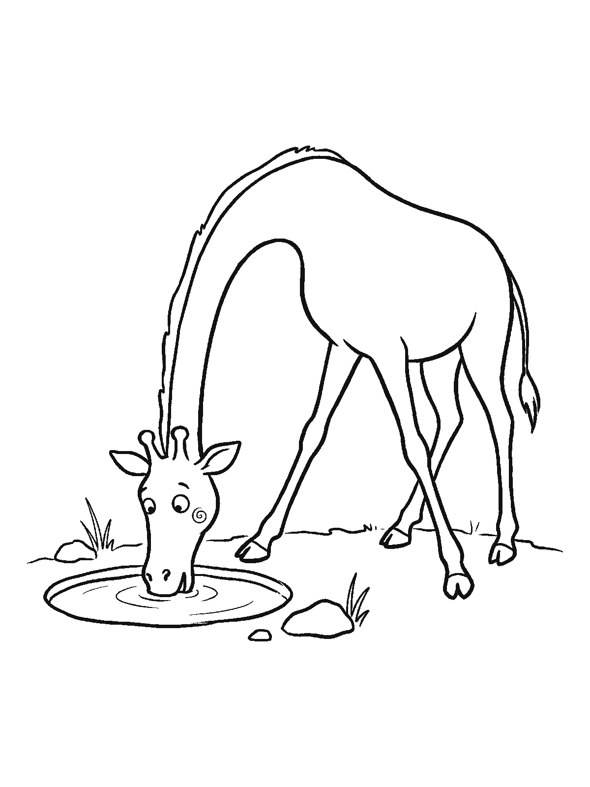 Ausmalbild: Eine Giraffe beugt ihren langen Hals bis ganz hinunter zu einer kleinen runden Wasserstelle, um zu trinken